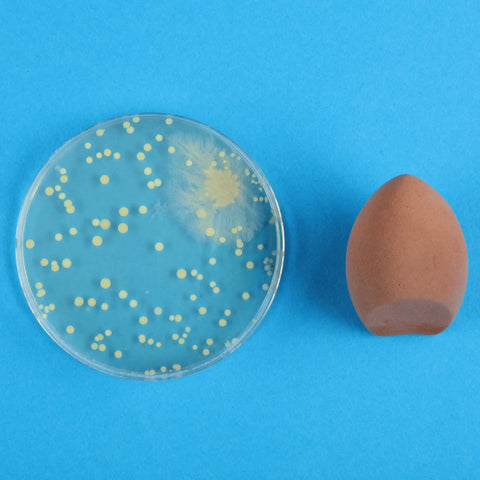 sponge next to bacteria